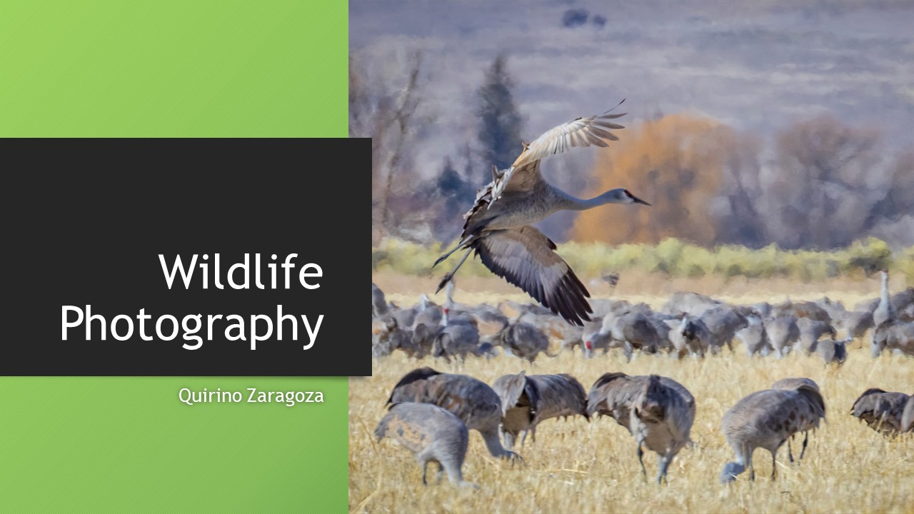 Quirino Zaragoza Wildlife Photography