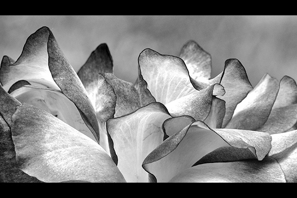 Phillip Rubino Petals on the Wind