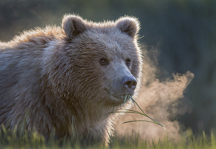 Russ Burden Grizzly