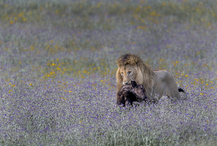 Russ Burden Lion