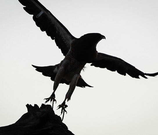 Nature's Educators birds