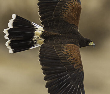 Nature's Educators birds