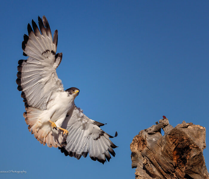 Nature's Educators birds