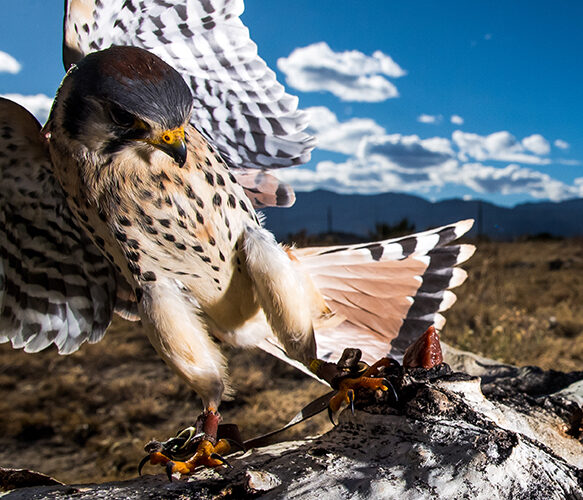 Nature's Educators birds