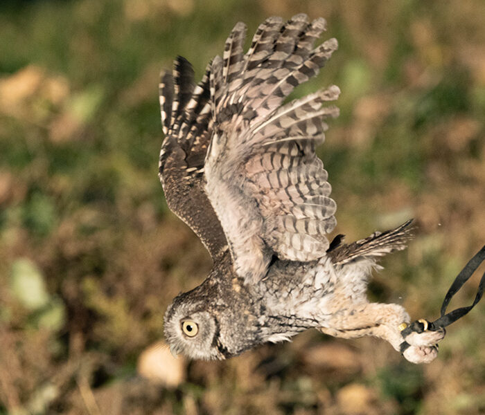 Nature's Educators birds