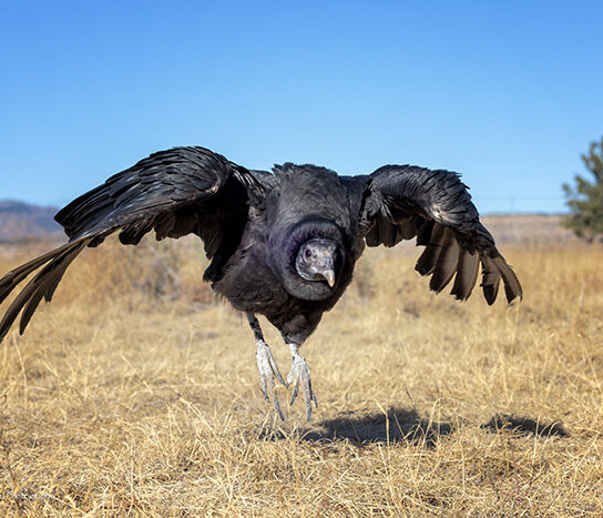 Nature's Educators birds